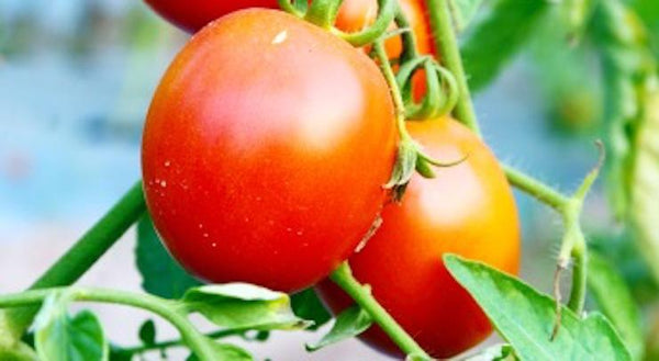 An Amazing Antioxidant: Alpha-lipoic Acid | Mr Vitamins