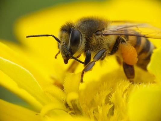 Bee Pollen changed this man's life, can it change yours? | Mr Vitamins