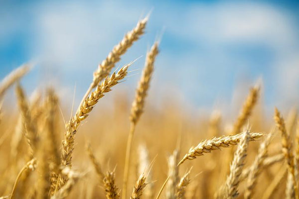 Gluten Intolerance Is On The Rise: The Problems With Modern Day Wheat | Mr Vitamins