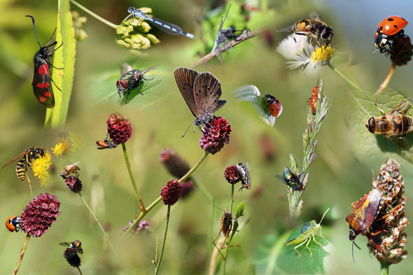 Insect Bites? Essential Oils to the Rescue | Mr Vitamins