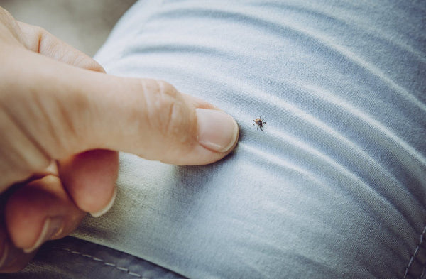 Lyme Disease - a growing problem | Mr Vitamins
