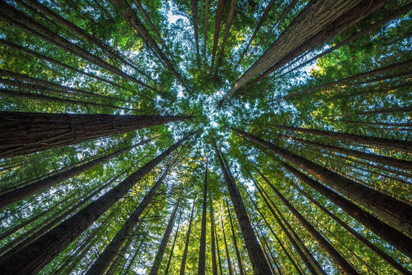 Meditate on a tree | Mr Vitamins