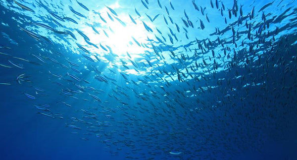 Omega 3: Where do fish oils come from? How do you get good quality? | Mr Vitamins