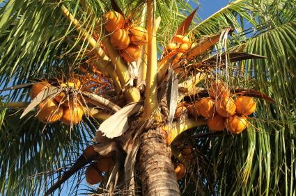 Plagued with Tooth Decay or Gum Disease? Coconut Oil may be the answer | Mr Vitamins