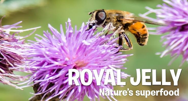 Royal Jelly: The Supreme Superfood | Mr Vitamins