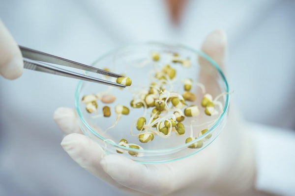 Secret GMO Foods: Are You Eating Yourself to an Early Death? | Mr Vitamins