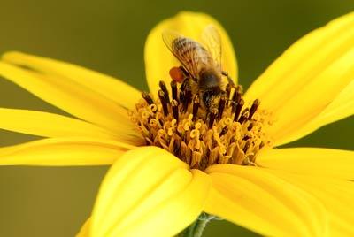 The natural remedy that can both heal and prevent infections | Mr Vitamins