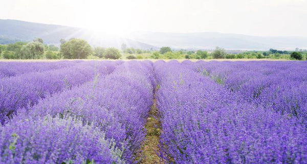12 tips for using Lavender Essential Oil | Mr Vitamins