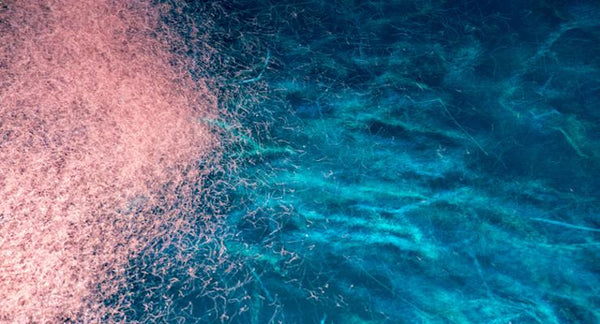 4 Reasons why Krill Oil is good for Brain, Heart, Joint, and Ocean Health! | Mr Vitamins