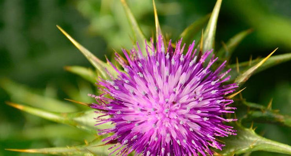 7 reasons to take Milk Thistle | Mr Vitamins