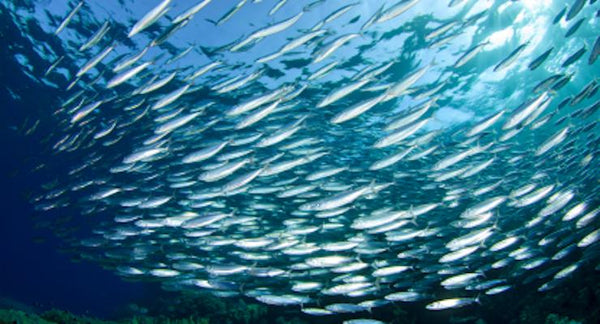 8 out of 10 Australians are not eating enough fish! | Mr Vitamins