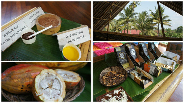 A Chocoholic's Delight! Journey to a Balinese Cacao Plantation | Mr Vitamins