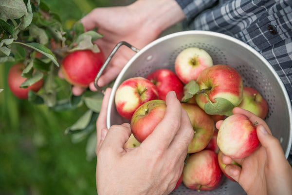 An Apple a Day keeps the Doctor away | Mr Vitamins