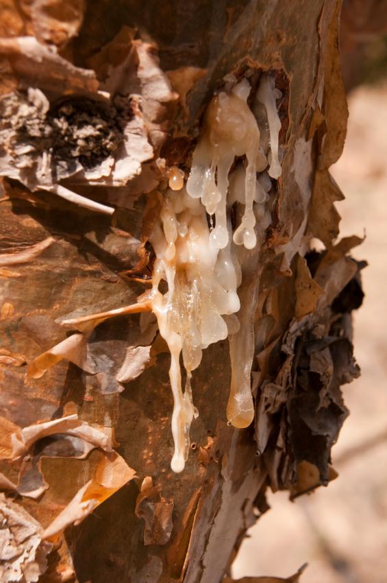 Ancient medicine brings relief for modern maladies | Mr Vitamins