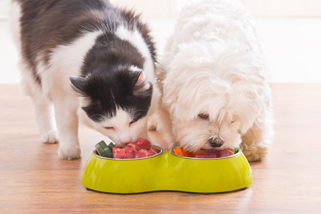 Animal Nutrition: what to feed your cats and dogs | Mr Vitamins