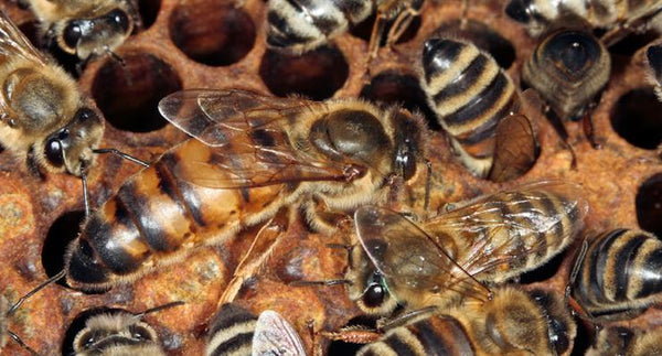 BEE Amazing this holiday season….. BEE like a bee! | Mr Vitamins