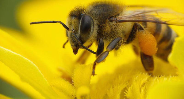 Bee Pollen – an important Superfood | Mr Vitamins