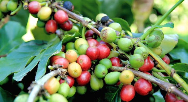 Better than a morning caffeine hit - Raw Green Coffee helps Weight Management | Mr Vitamins