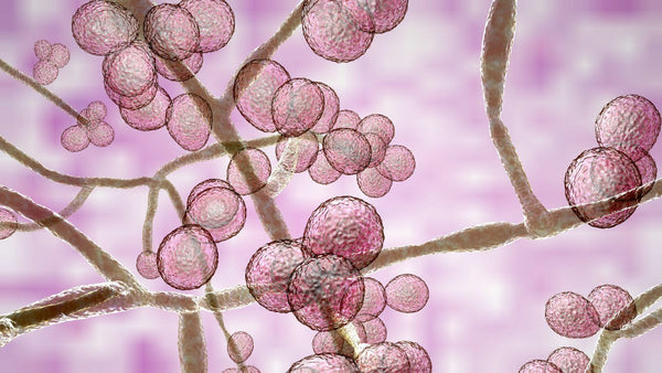 Candida (Thrush) – How to ditch the itch? | Mr Vitamins