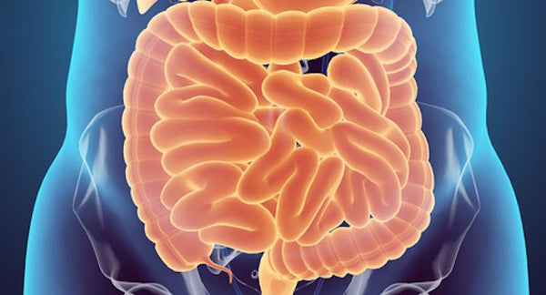 Colostrum - Your Way to Super Gut Health | Mr Vitamins