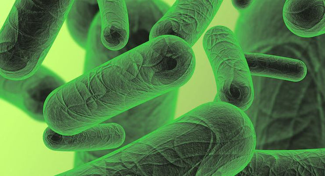 Could the answer to your allergies be found in your gut? | Mr Vitamins