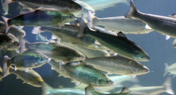 Finding the right Fish Oil | Mr Vitamins