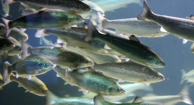 Finding the right Fish Oil | Mr Vitamins