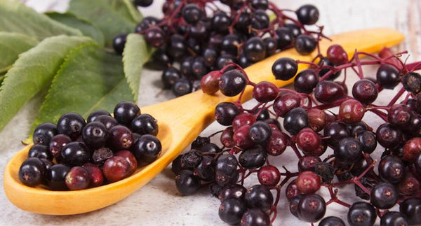 Get 'berry' healthy with immune-strengthening Elderberries | Mr Vitamins