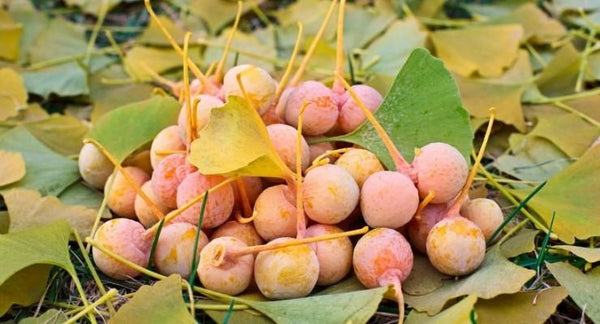 Ginkgo for Chronic Glaucoma | Mr Vitamins