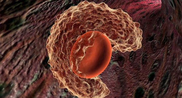 Good nutrition is essential for a strong immune system | Mr Vitamins