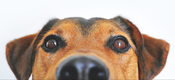 Herbal Therapies for Pet Skin Care | Mr Vitamins