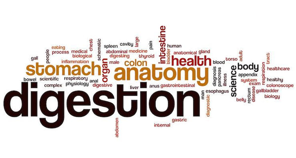 Is your digestion making you sick? | Mr Vitamins