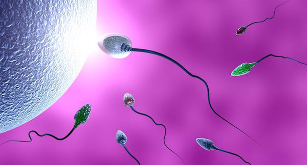 It Takes Two to Tango….  How male fertility can impact on fertility rates | Mr Vitamins