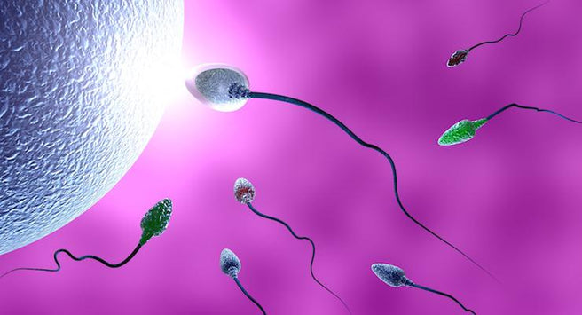 It Takes Two to Tango….  How male fertility can impact on fertility rates | Mr Vitamins