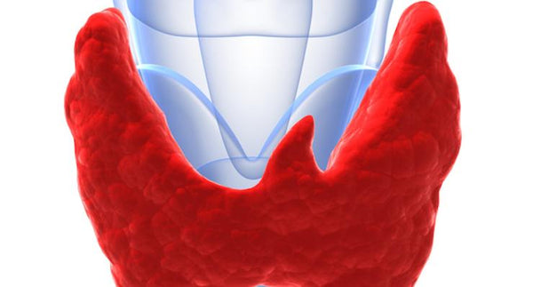 Kick-start your thyroid function naturally | Mr Vitamins