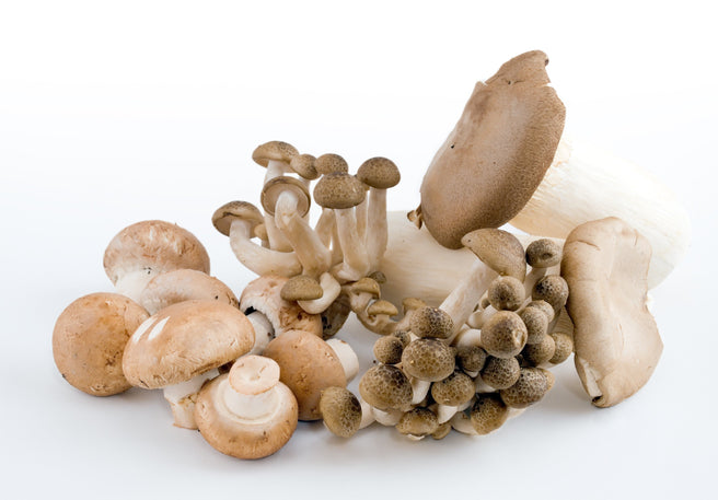 Medicinal Mushrooms | Mr Vitamins