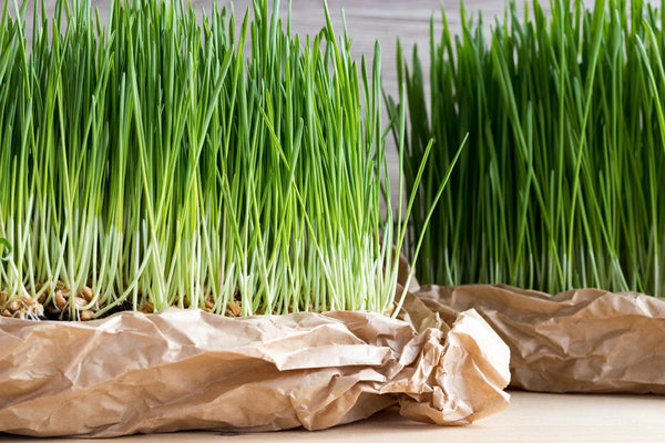 No, not Wheat … Wheatgrass! | Mr Vitamins