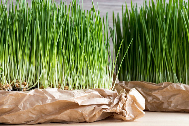 No, not Wheat … Wheatgrass! | Mr Vitamins