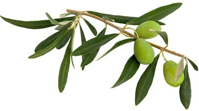 Olive leaf extract the potent antioxidant | Mr Vitamins