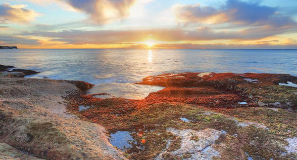 Red Algae Helps Build Strong Bones and Muscles | Mr Vitamins