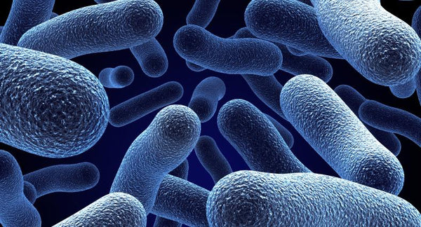 Refrigerated Vs. Non-Refrigerated Probiotics: Which is best for you? | Mr Vitamins