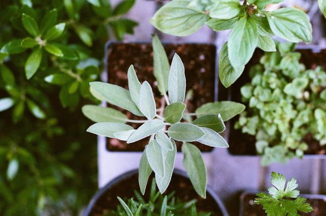 Sage: The Common Herb That Can Improve Memory | Mr Vitamins