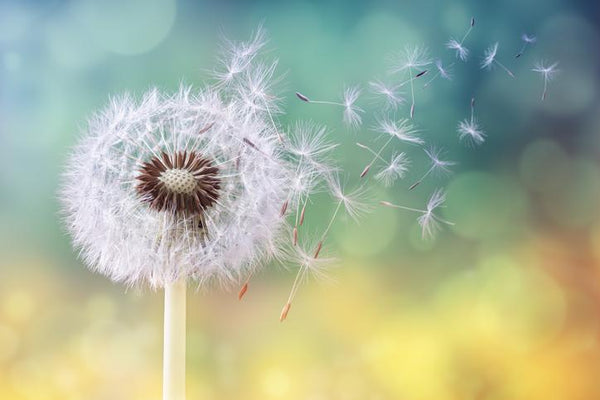 Spring is in the air - and so are the allergies! | Mr Vitamins