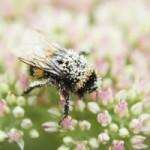 Springtime renewal and vitality - are you getting your share? | Mr Vitamins