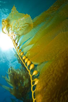 Superfoods from the Sea | Mr Vitamins