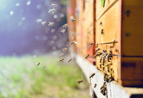 There's Honey and then there's Real Honey! | Mr Vitamins