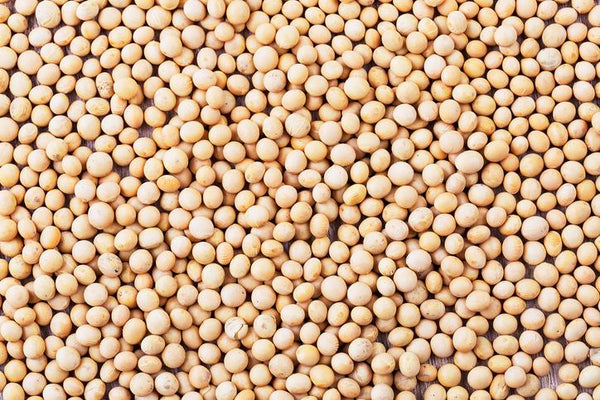 To Soy or Not to Soy…That is the Question | Mr Vitamins