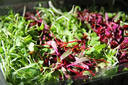 Up the Ante on Your Salad with Microgreens! | Mr Vitamins