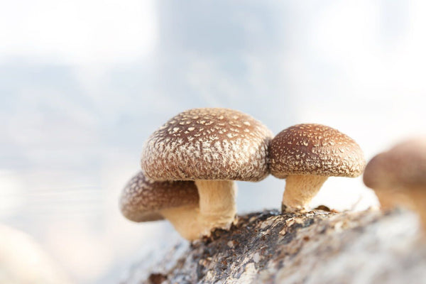 Use Medicinal Mushrooms to prevent Colds and Flu | Mr Vitamins