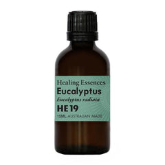 Healing Essence Eucalyptus Radiata Oil